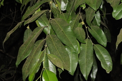 Diospyros candolleana